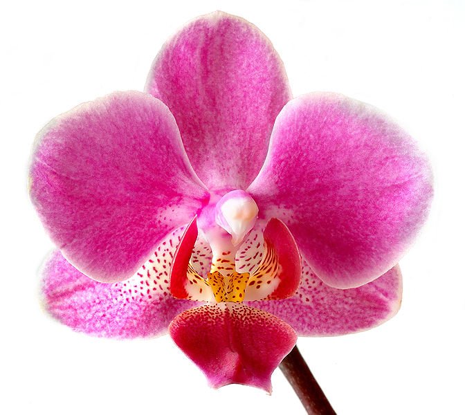 Phalaenopsis_ (он же