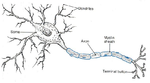 Diagram of a neuron